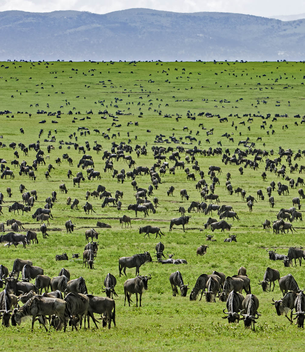 TANZANIA great migration grazing herds