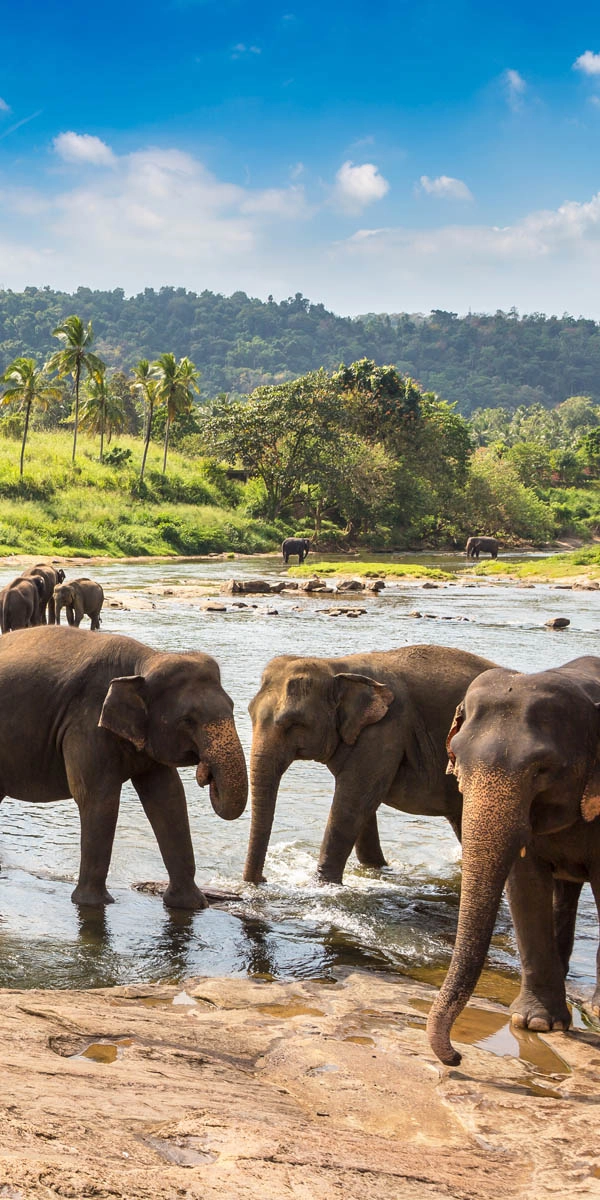 elephants in Sri Lanka national park