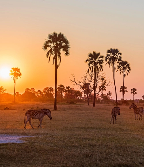 green season in the okavango delta zebra walking on plains