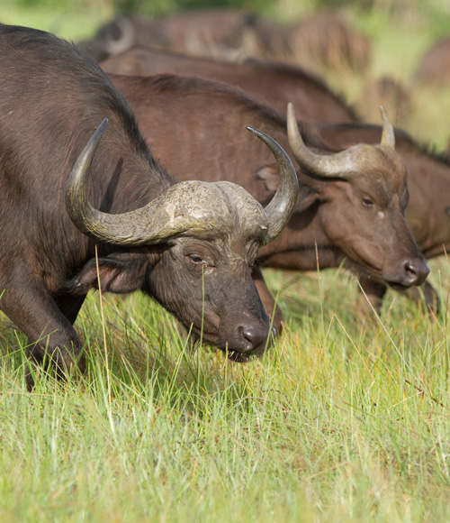 buffalo on safari in botswana okavango delta in the green season