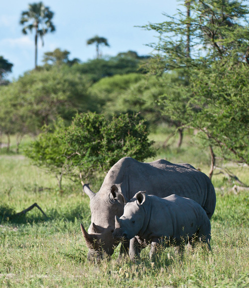 rhino on safari in botswana in the green season