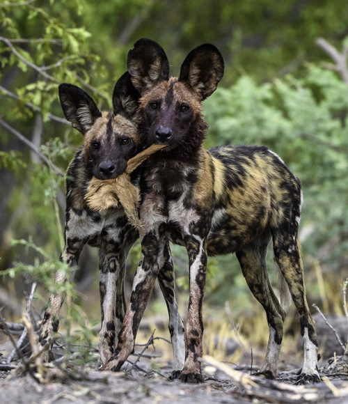 wild dog on safari in botswana okavango delta in the green season