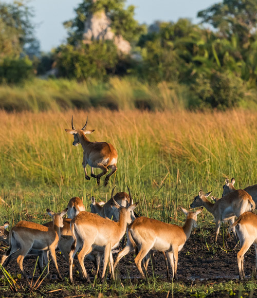 antelope on safari in botswana okavango delta in the green season