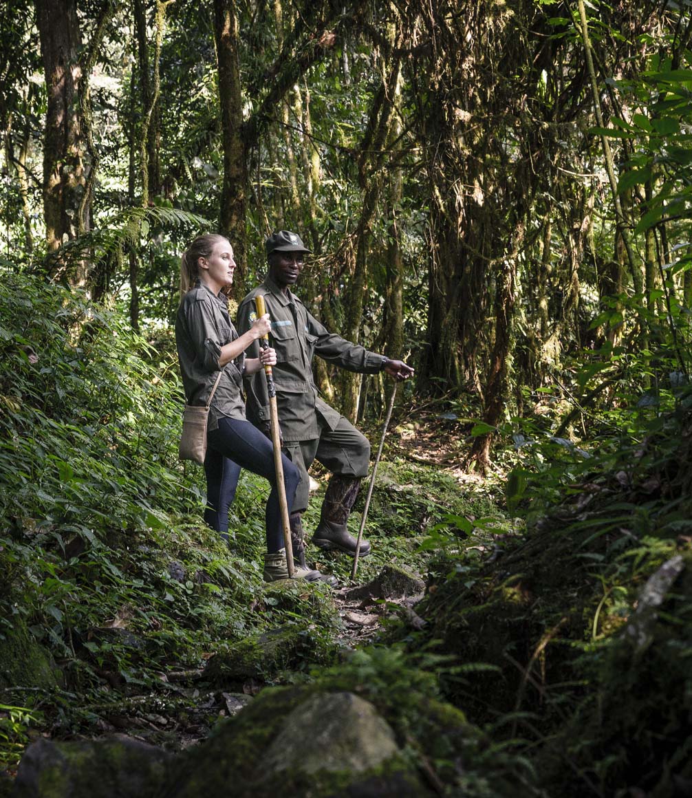 Uganda, Sanctuary Gorilla Forest Camp