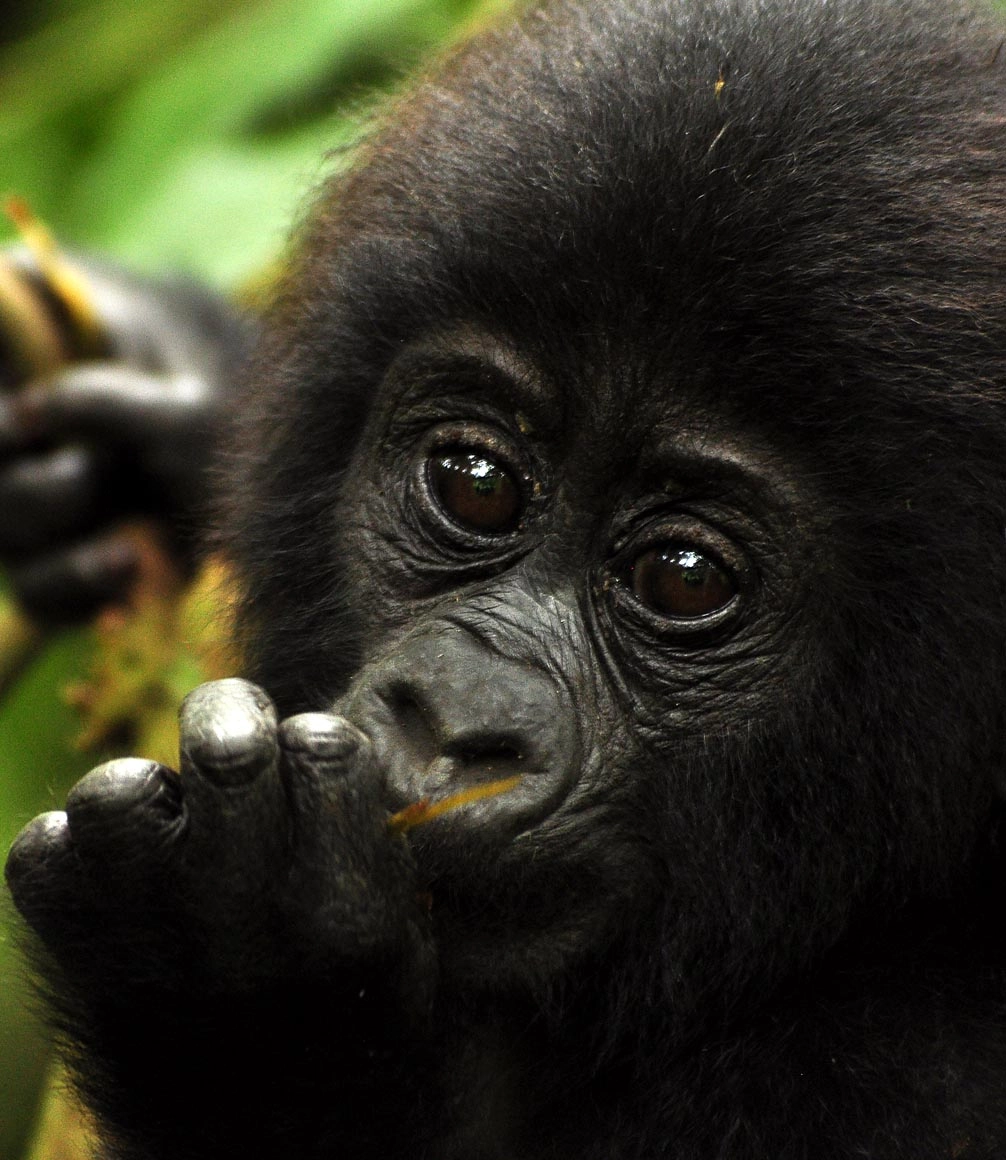 baby gorilla on gorilla trekking safari uganda