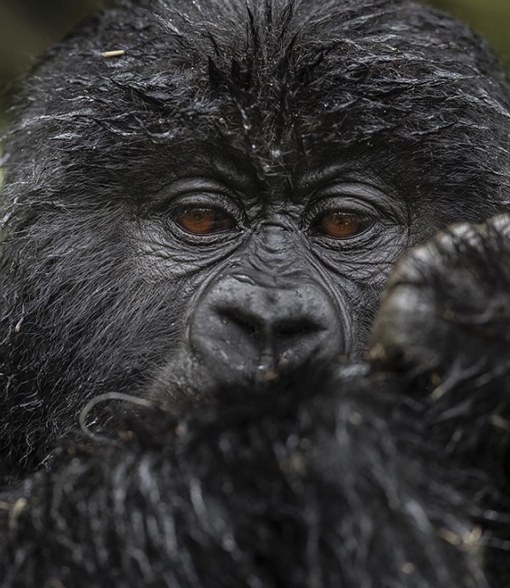 mountain gorilla closeup picutre