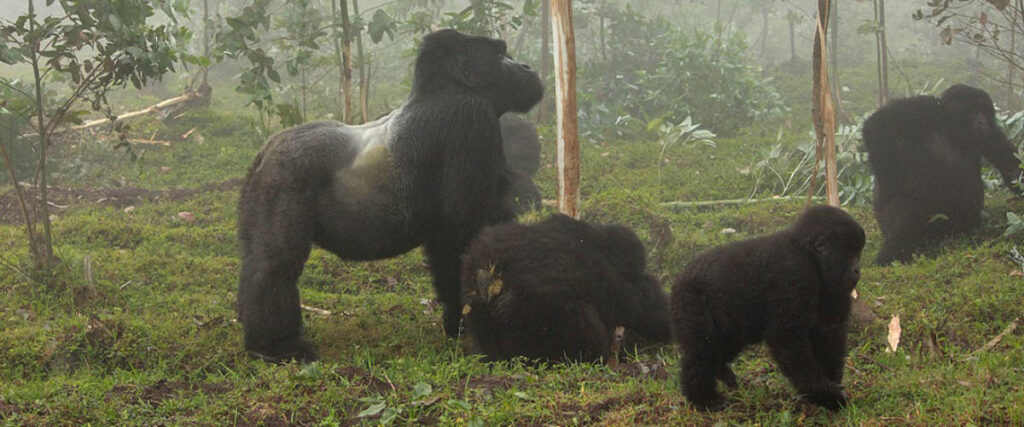 mountain gorillas on safari in rwanda