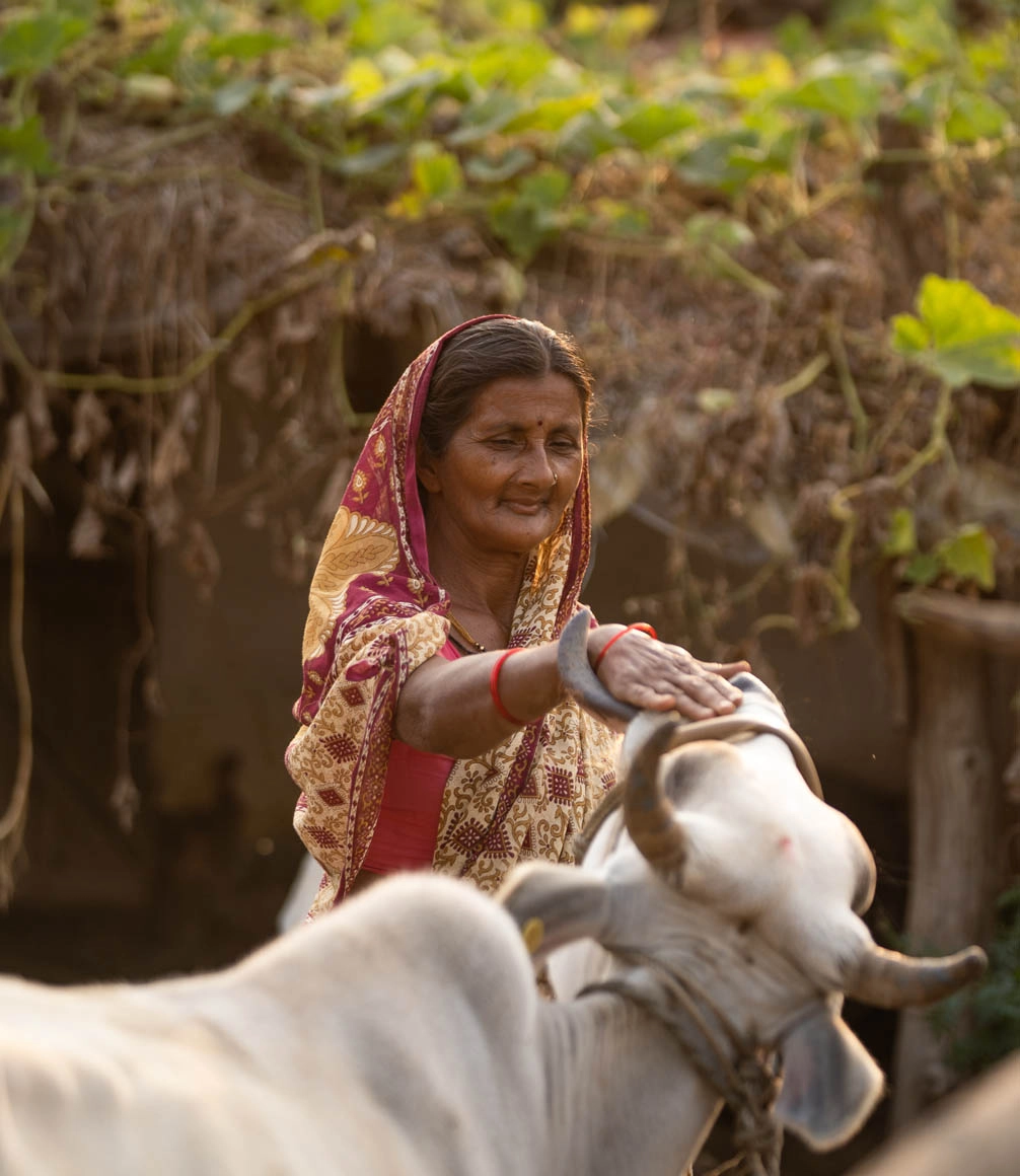 local woman and cow