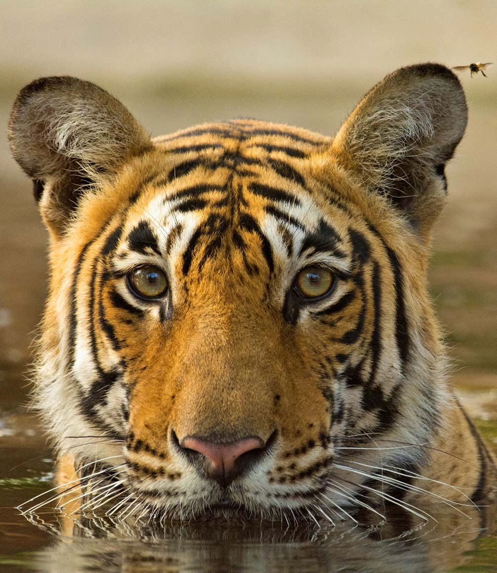 tiger in watering hole india