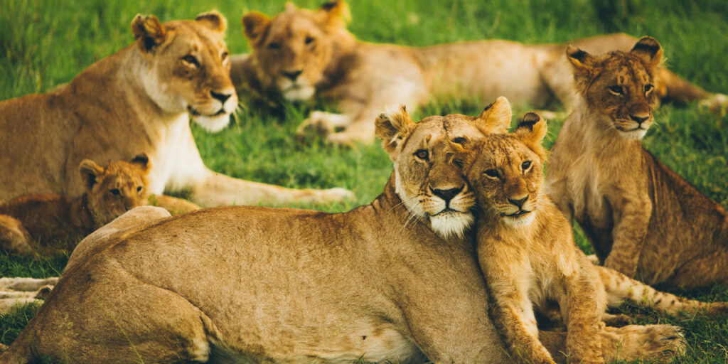 family of lions in the masai mara in kenya in the green season