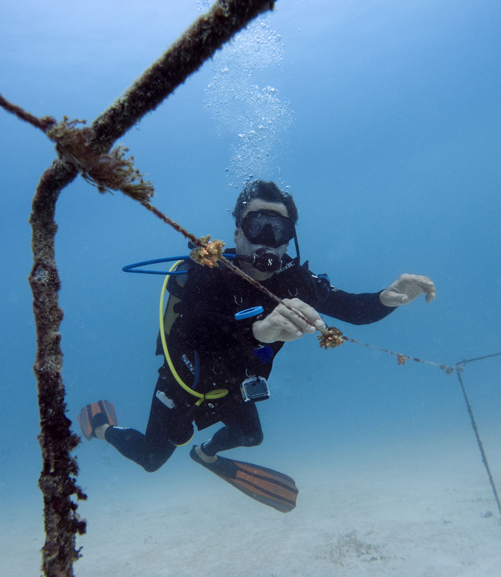 coral conservation nursery diving at mnemba island