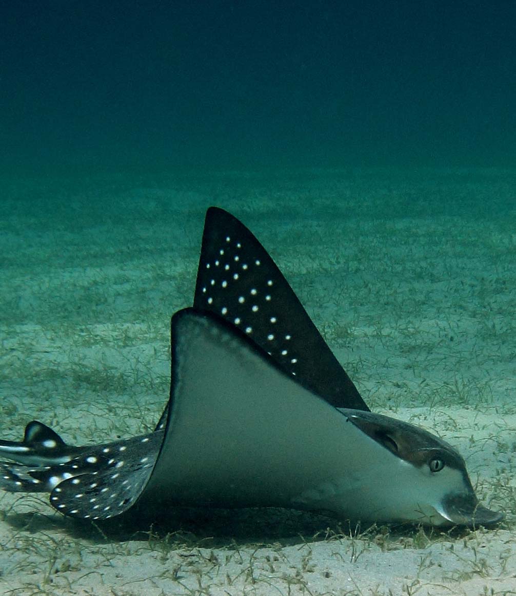 eagle ray at mnemba island