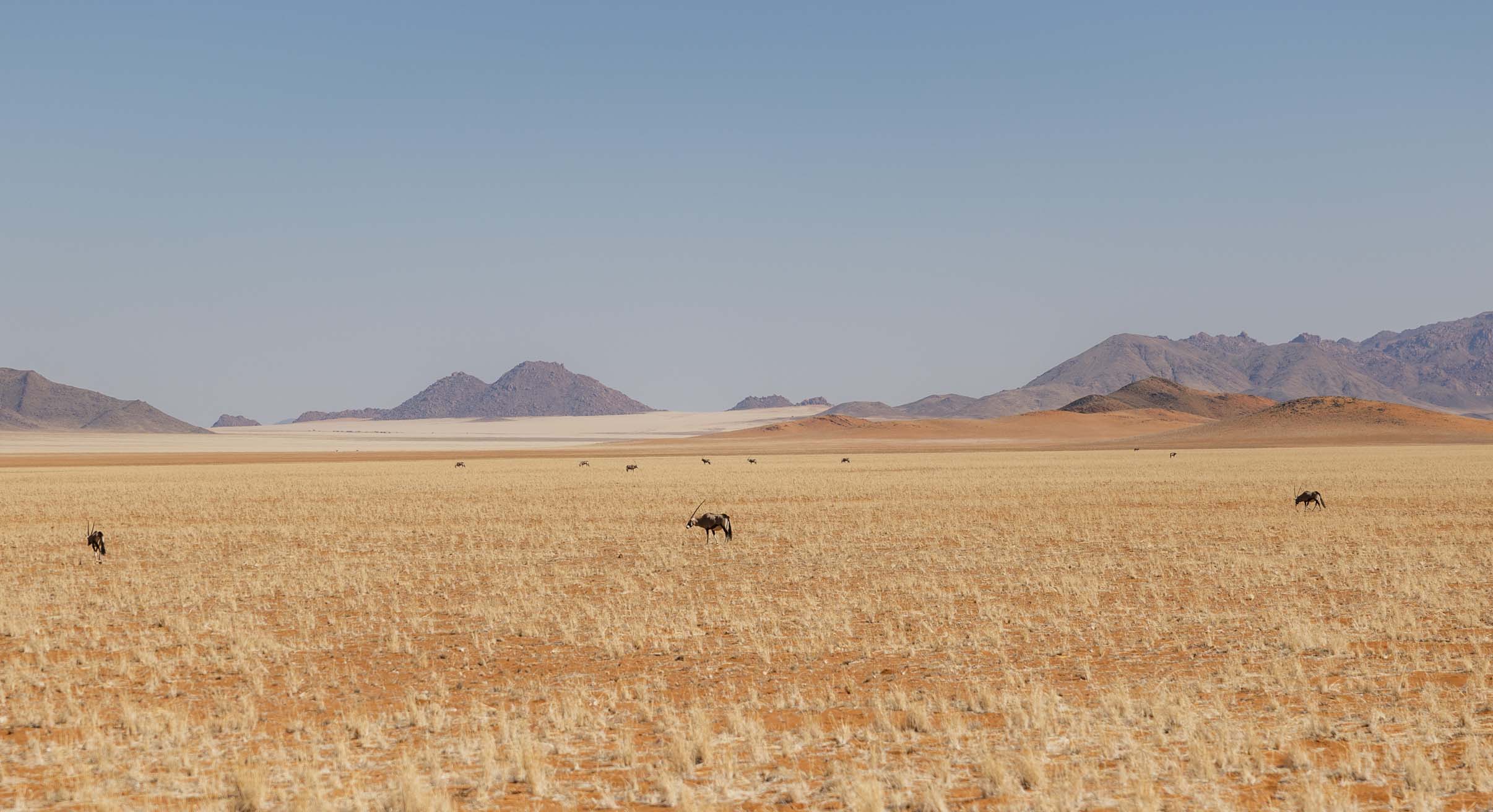 wildlife on a luxury namibia safari