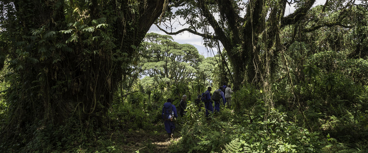 gorilla trekking in volcanoes np in rwanda from bisate lodge