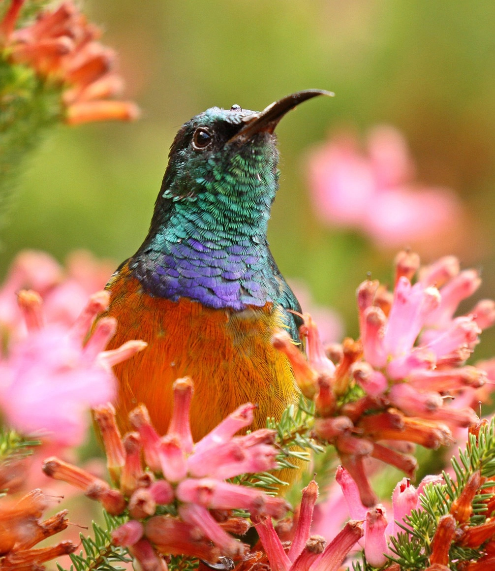 orange breasted sunbird on wildflowers on a south africa green season safari