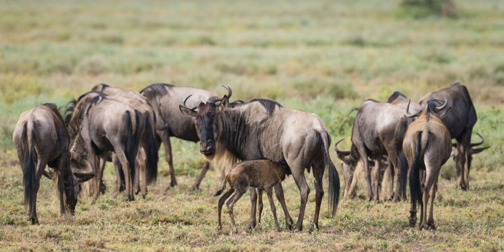 calving season in the serengeti in tanzania. wildebeest calves feeding