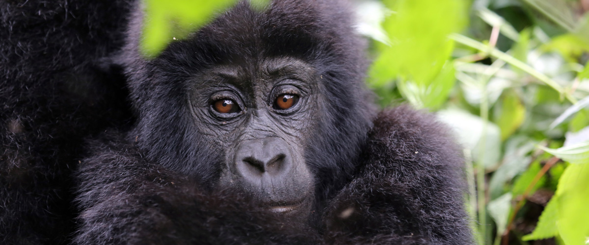 Uganda Baby Mountain Gorilla