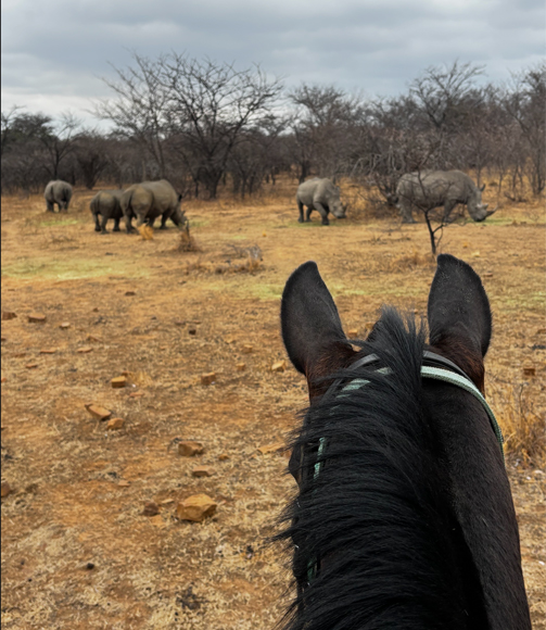 Rhinos through horse's ears at Ant's Nest in South africa