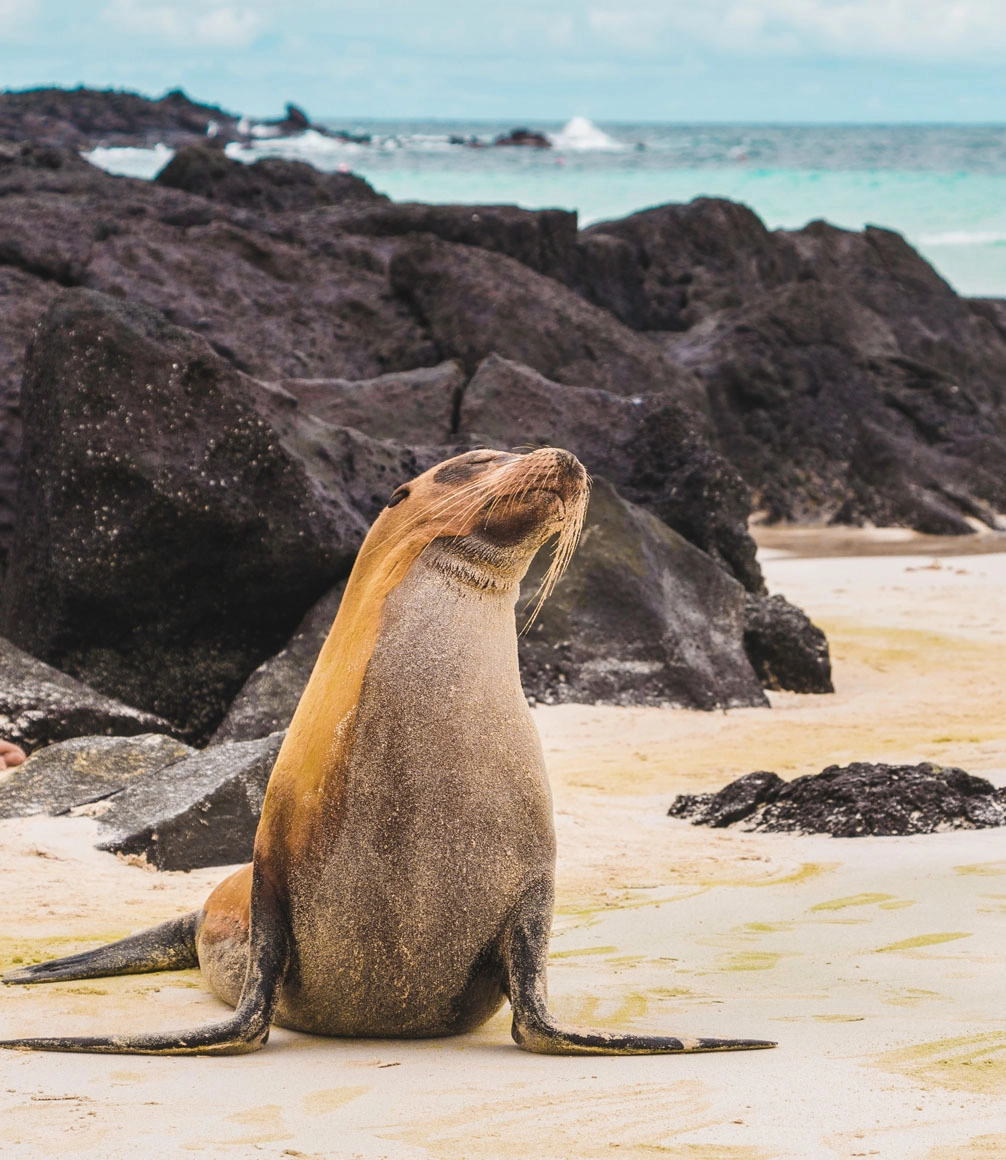 sea lion on a beach in the galapagos islands on a luxury galapagos cruise