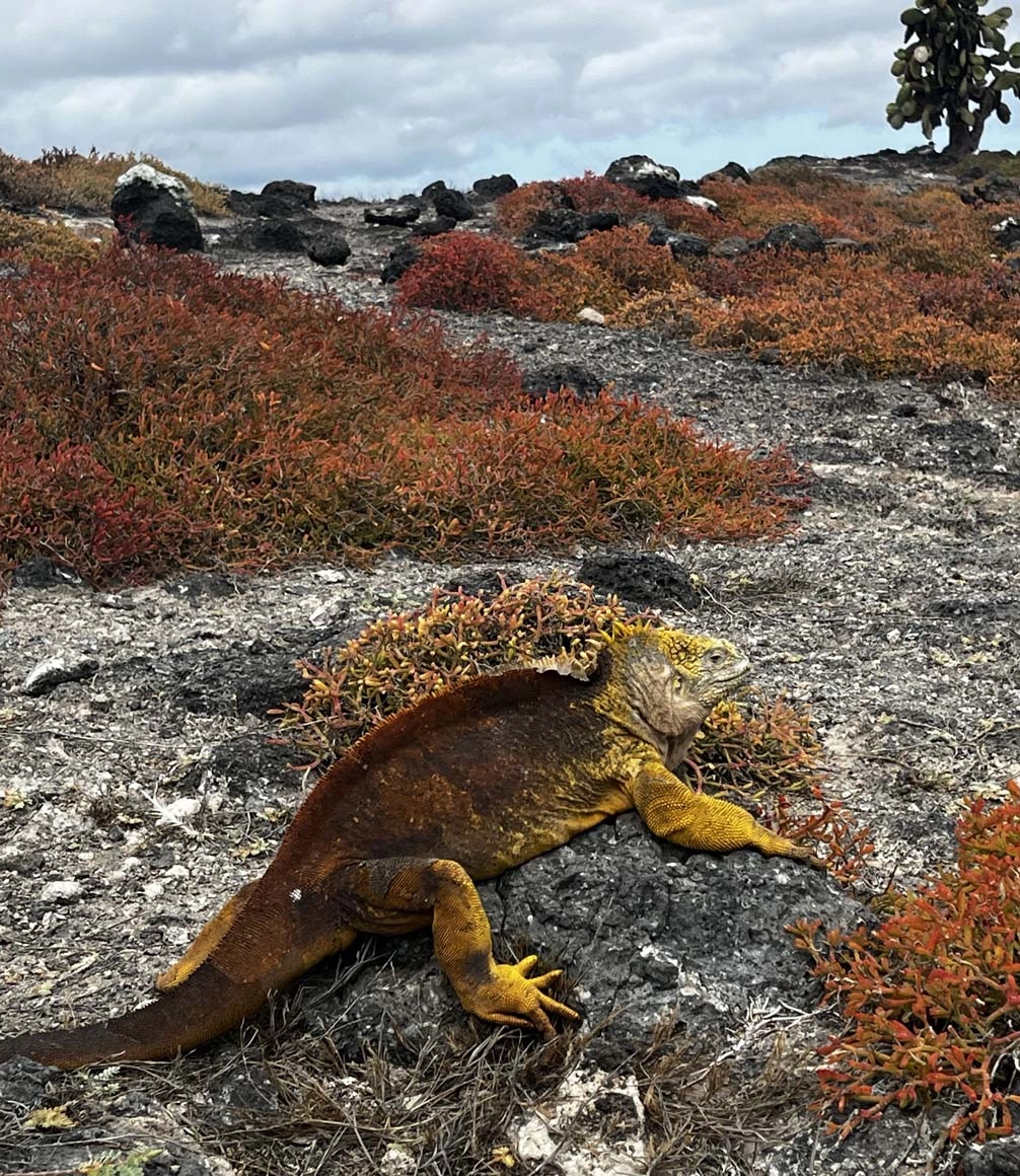 lizard and orange plants on south plaza island in the galapagos islands on a luxury cruise