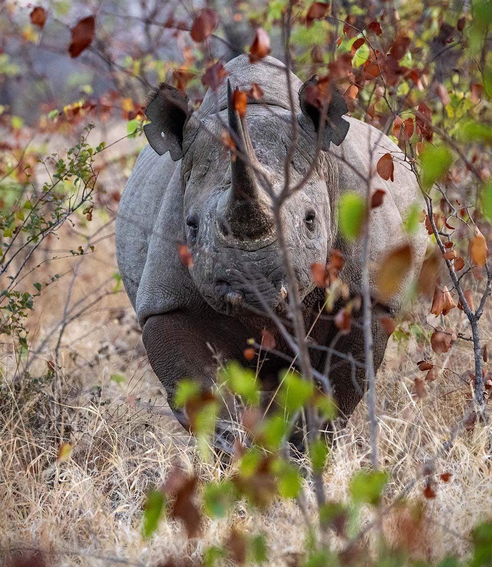 rhino on safari at zimbabwe pamushana lodge