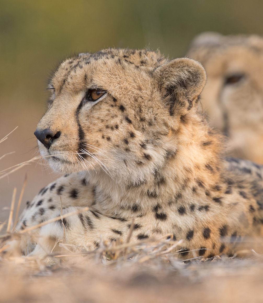 cheetah spotted on safari at malilangwe national park zimbabwe