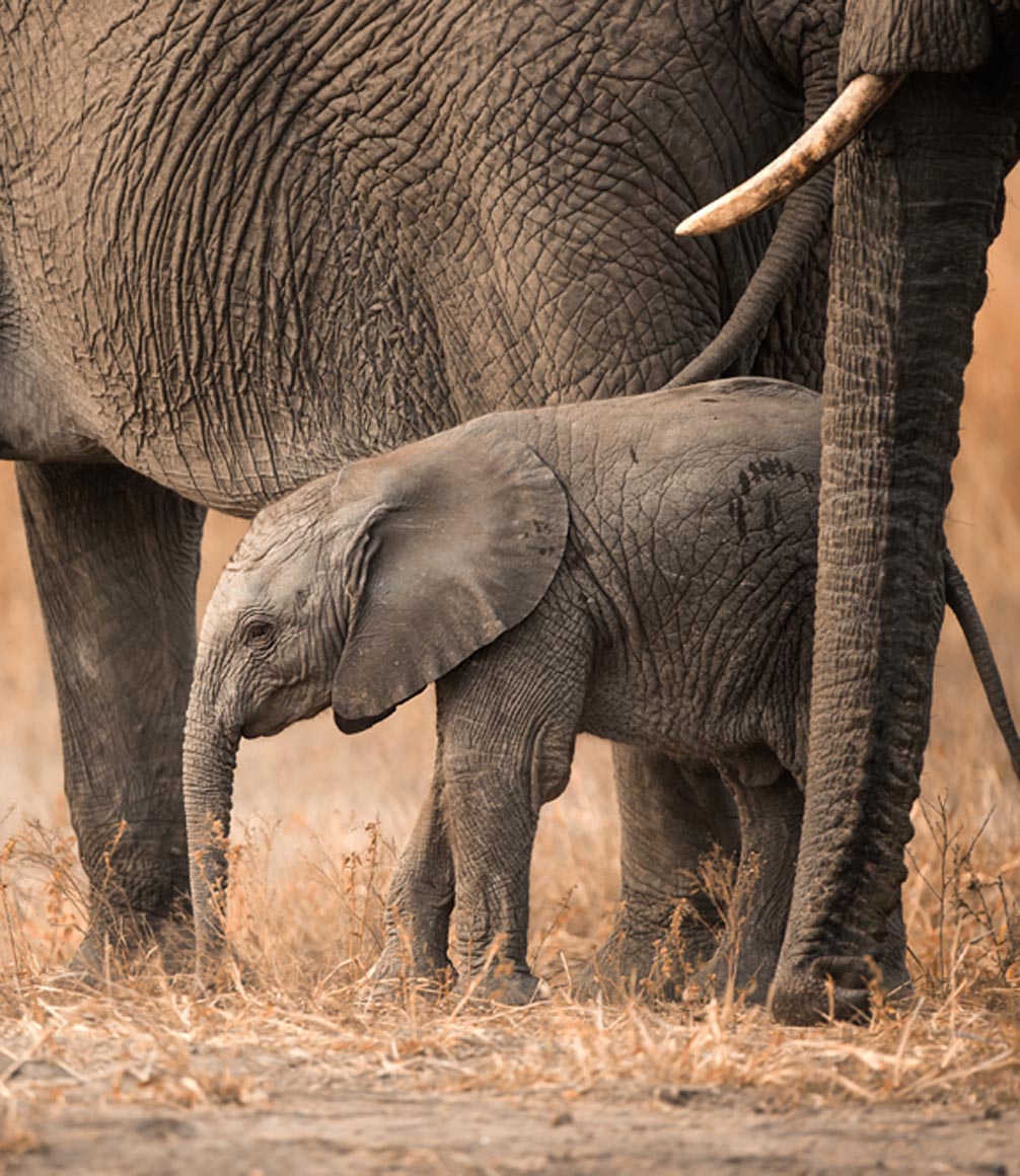 elephants on safari at zimbabwe