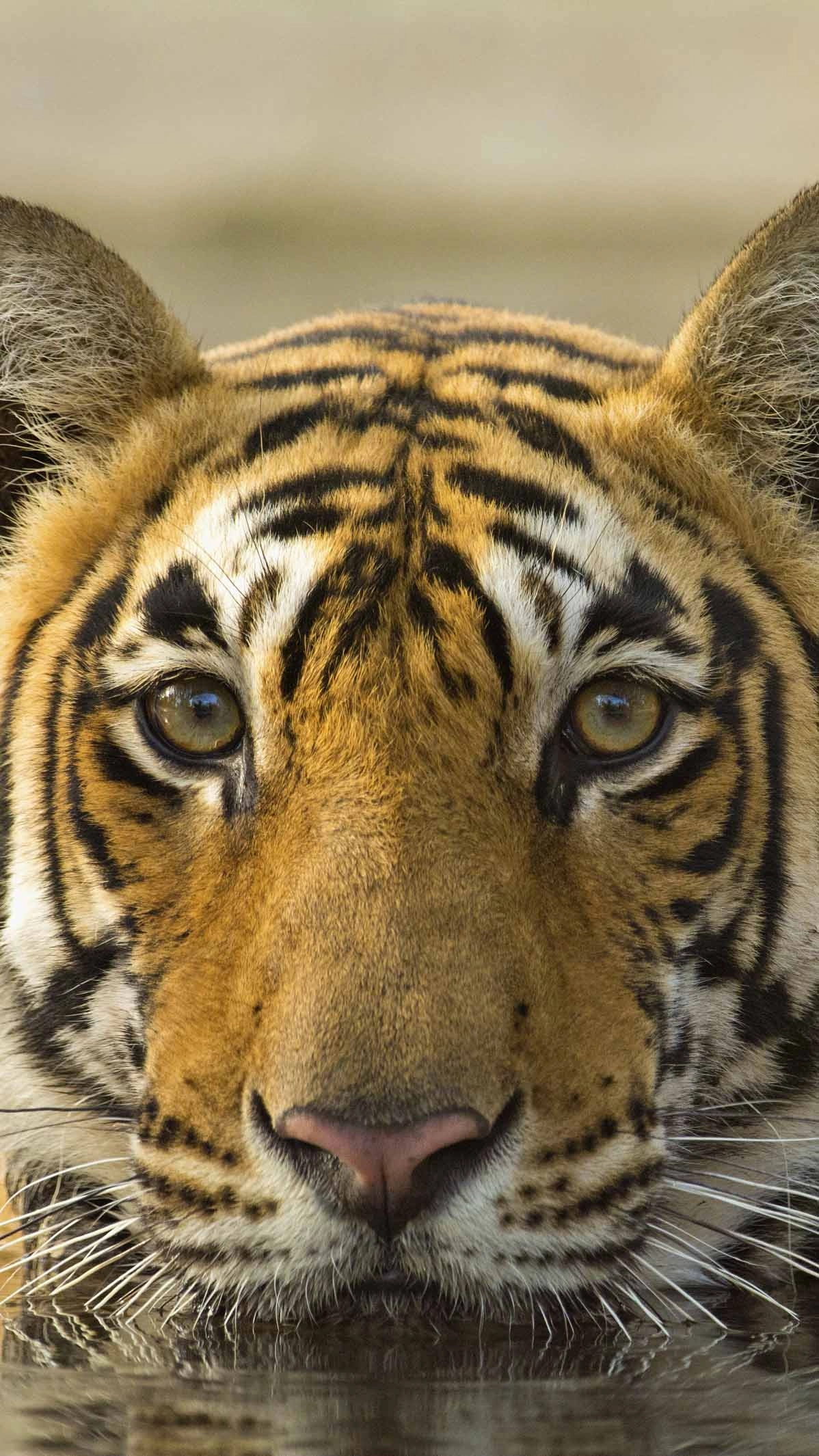 Tiger cooling off in a waterhole