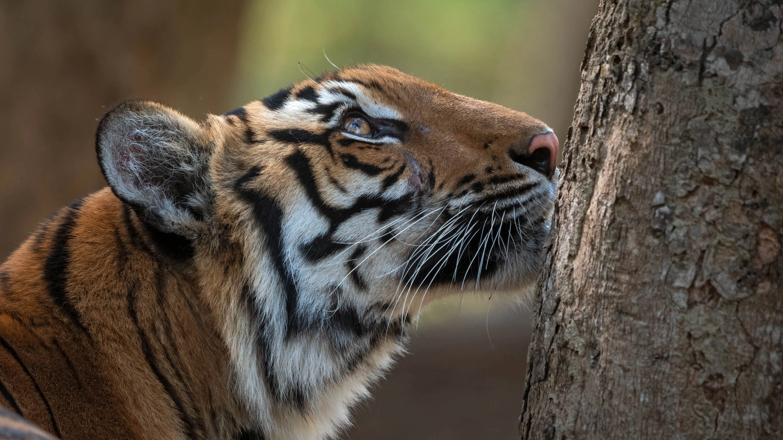 close up of a tiger