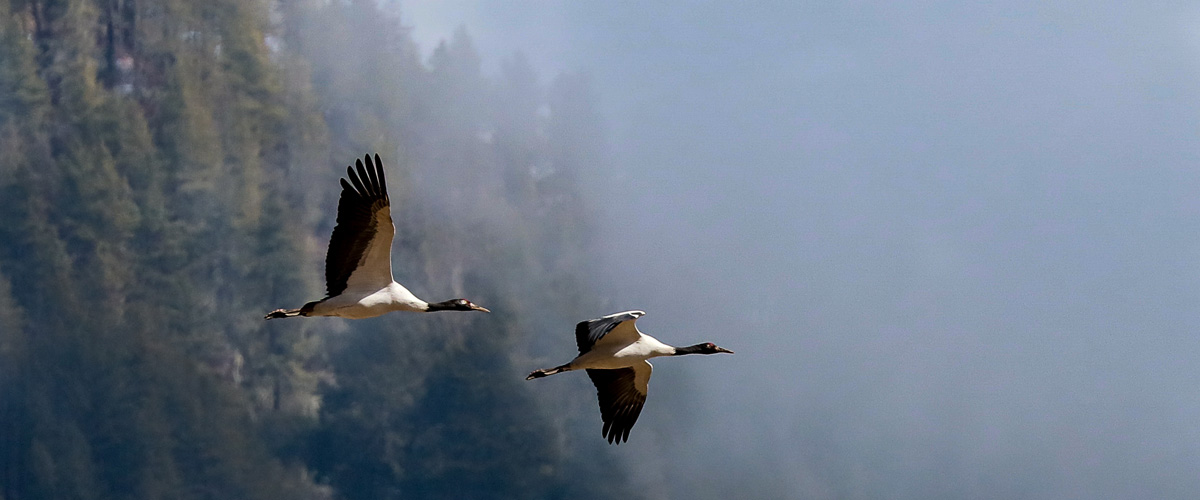 Himalayan Black necked crane