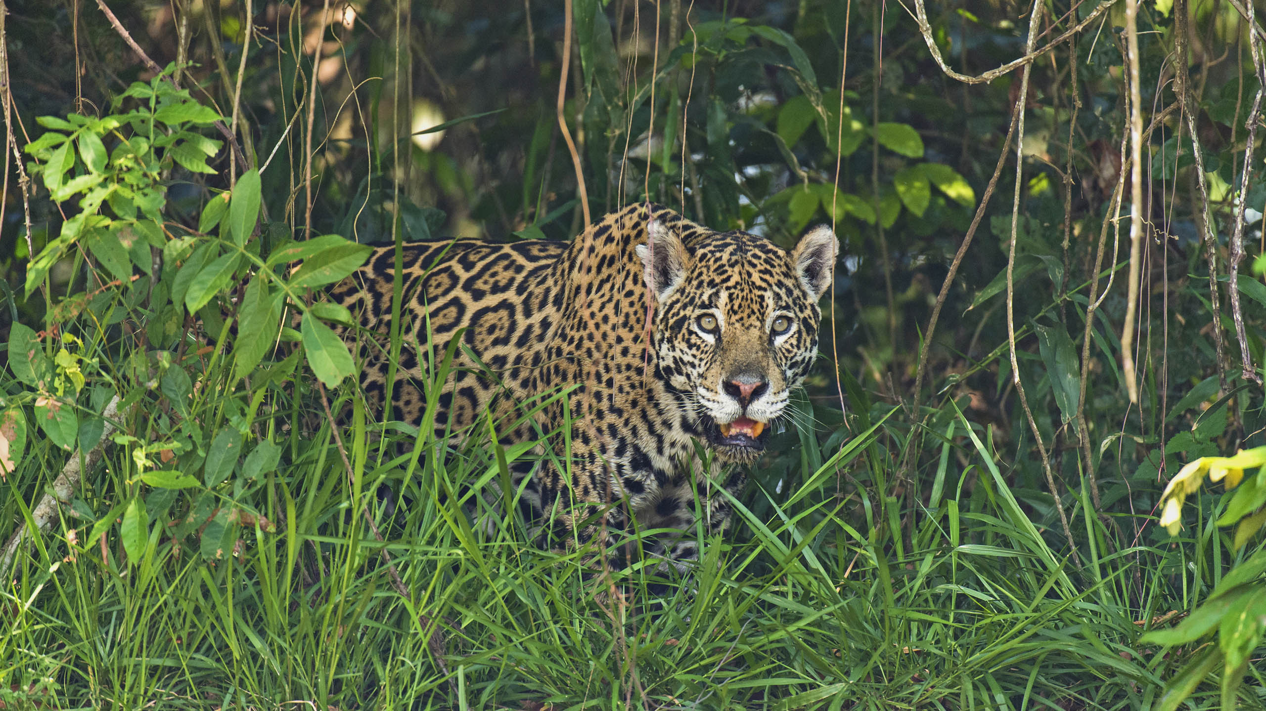 jaguar on safari in Brazil's pantanal