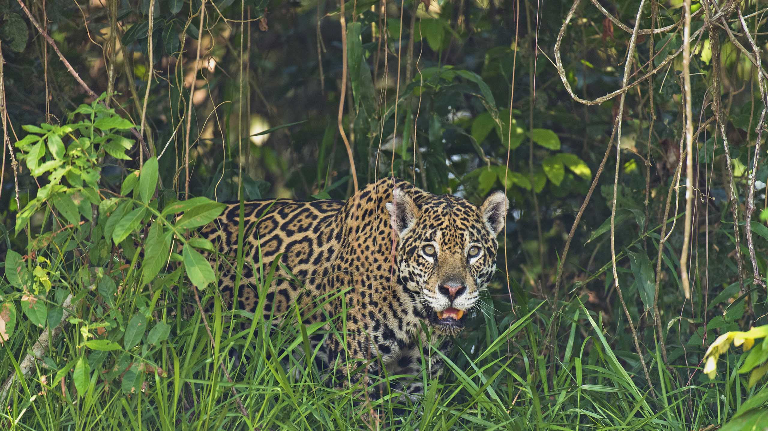 jaguar on safari in Brazil's pantanal