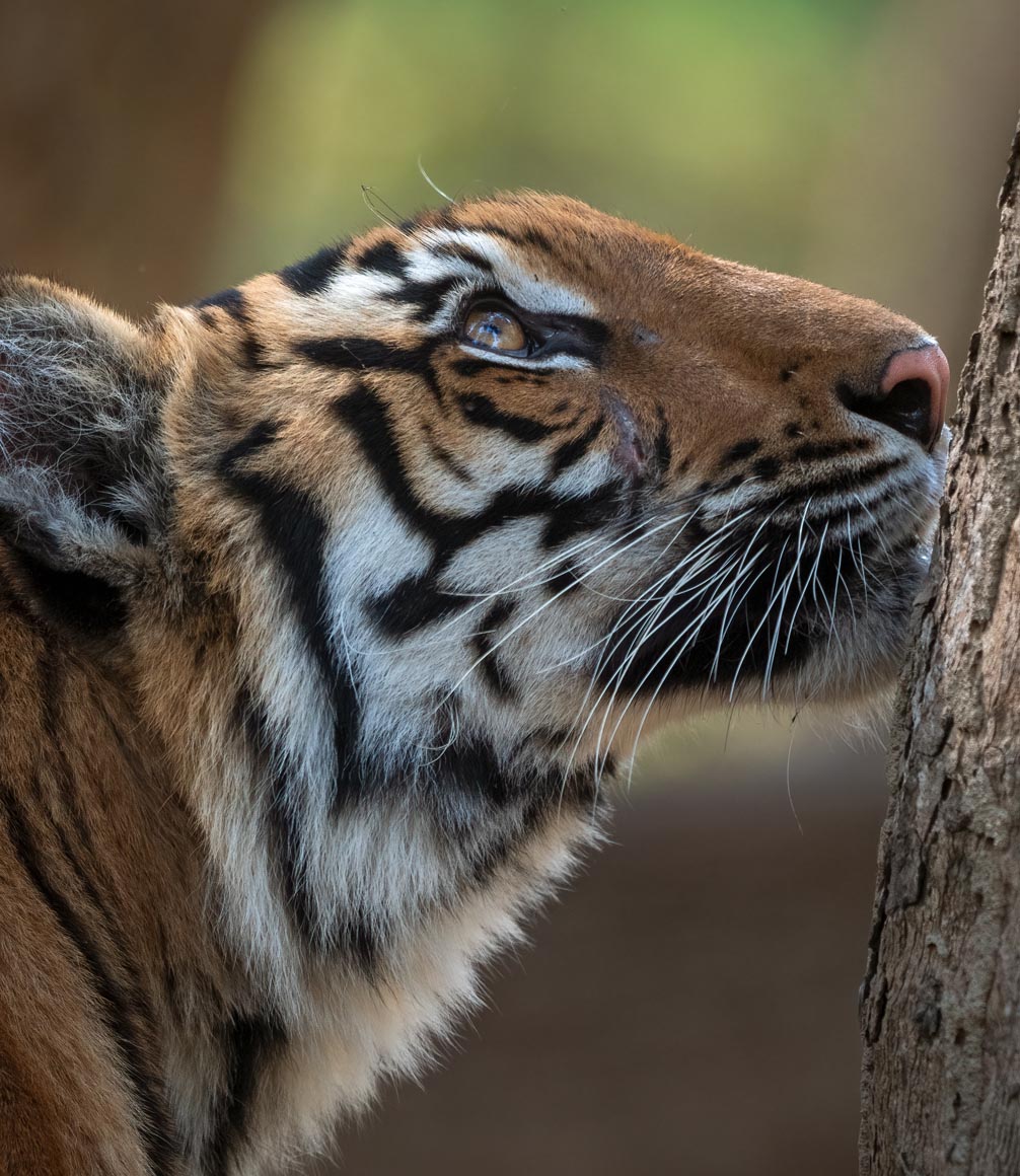 india tiger safari - tiger in national park