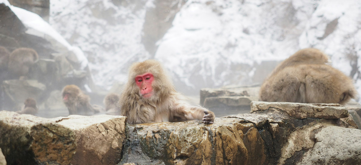 monkey in hot springs in japanese onsen