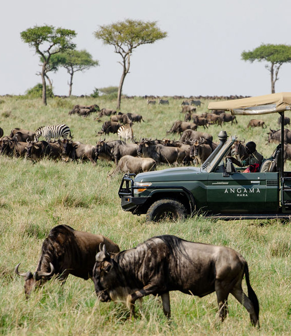 viewing the migration in the masai mara on a game drive