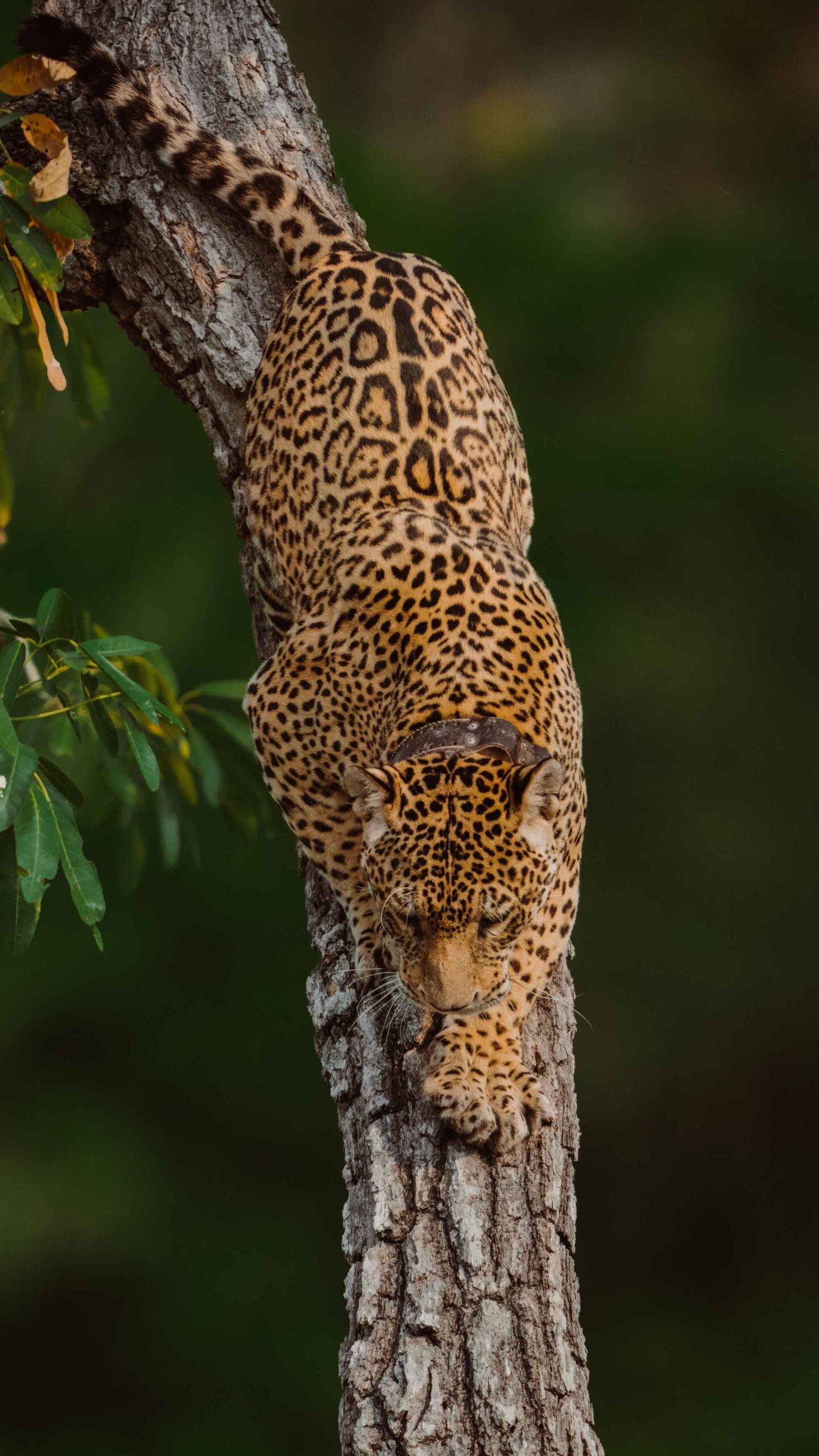 jaguar on safari in Brazil's pantanal