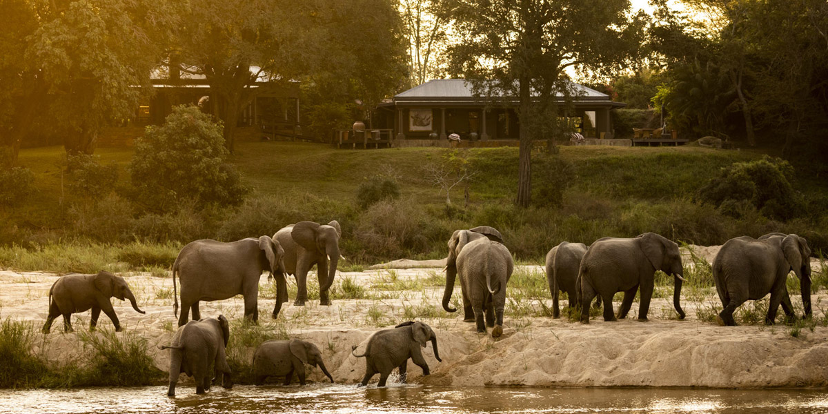 elephants in river outside malamala rattays camp