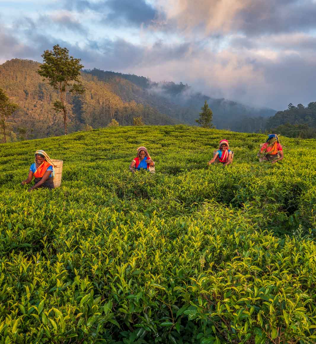 tea-pickers-nuwara-eliya-sri-lanka