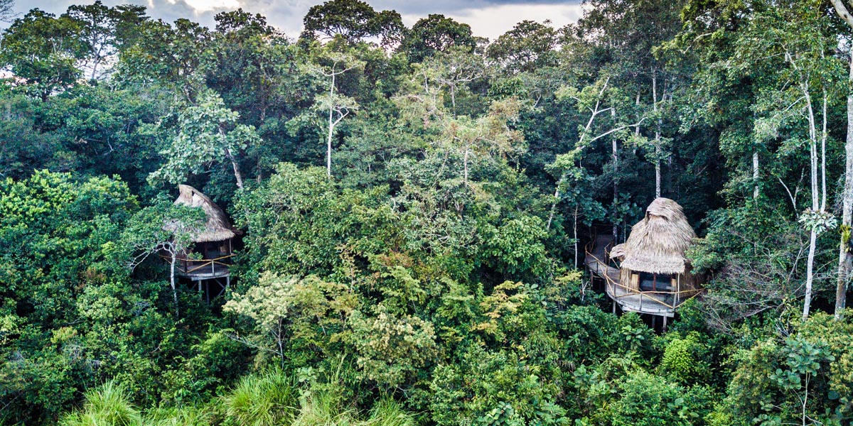 odzala forest lango camp in the trees in congo