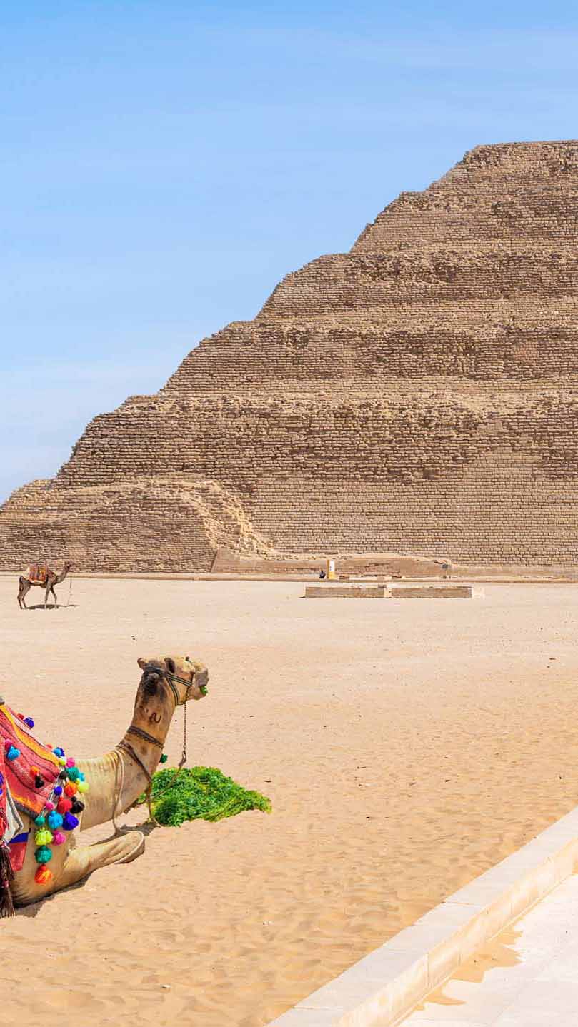 camels at the step pyramid of saqqara