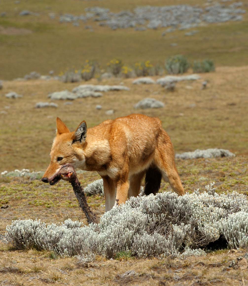 ethiopian wolf in the bale mountains