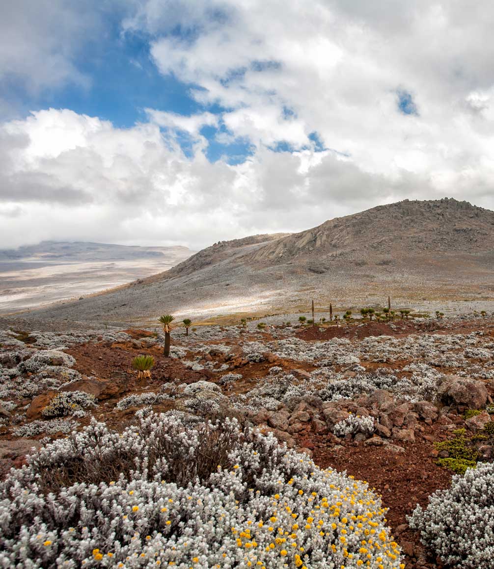 Landscape on the Sanetti Plateau in the Bale Mountains National Park in Ethiopia The landscape is above 4000 meters with a highest point of 4377 meters.