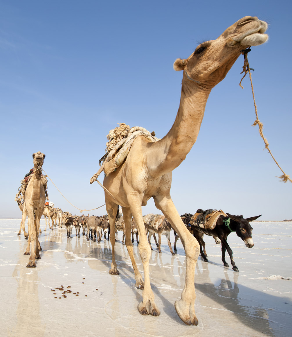 camel train in ethiopia's danakil desert