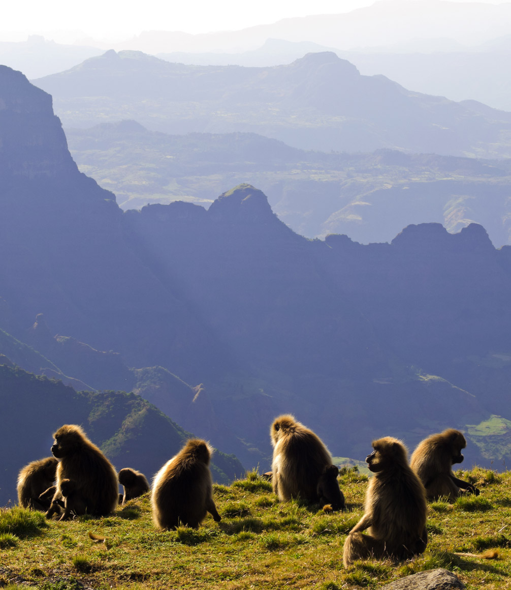 gelada baboons in the simien mountains