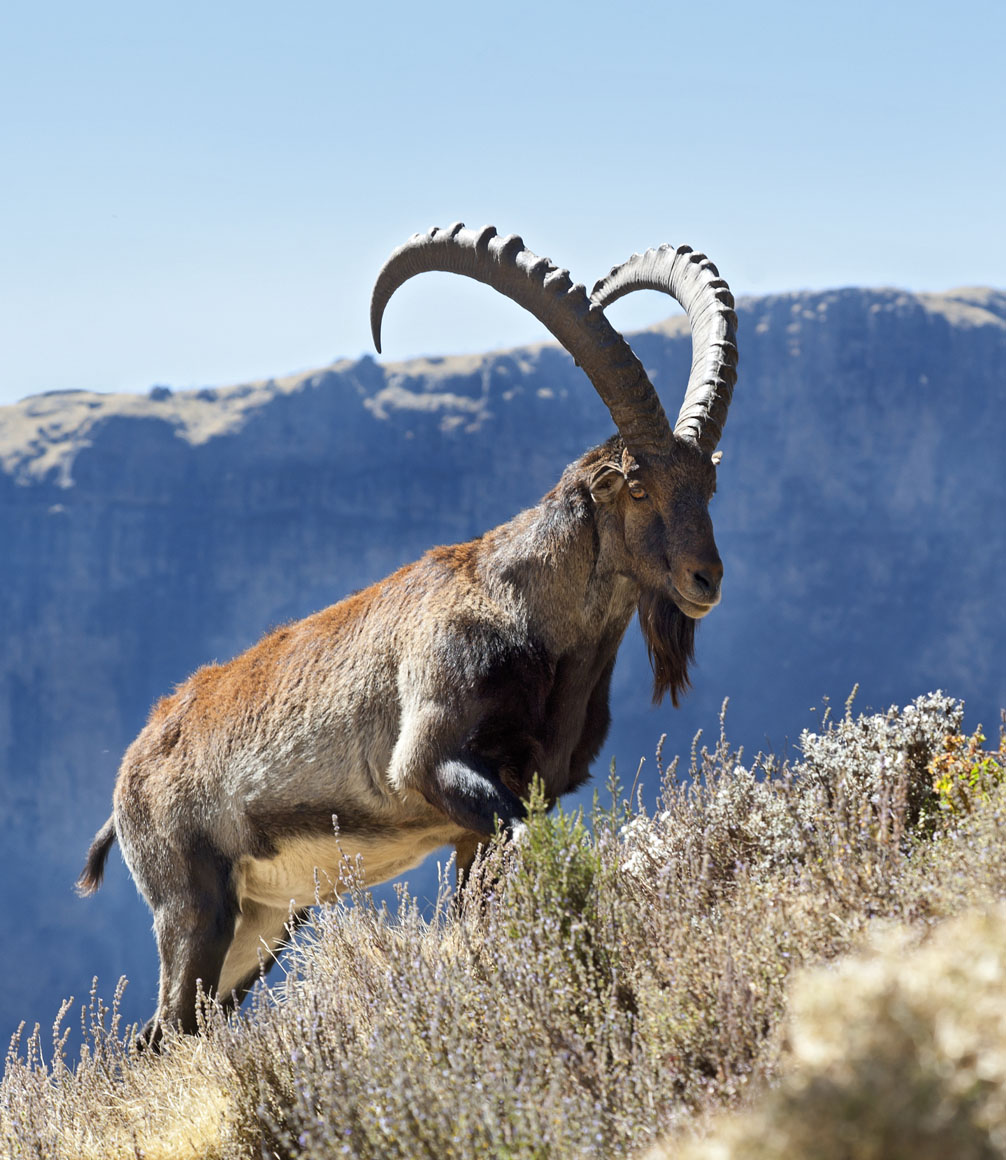 walia ibex in the simien mountains ethiopia