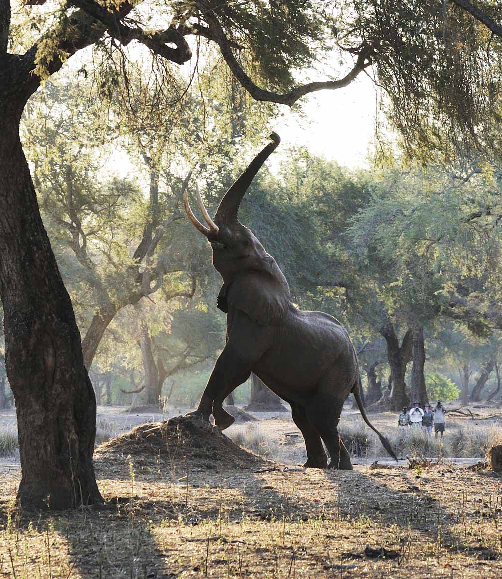 walking safari elephant reaching south luangwa