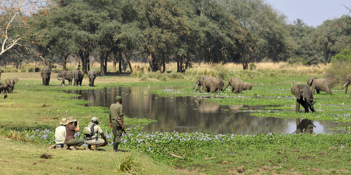 elephants in the river at lower zambezi national park on walking safari