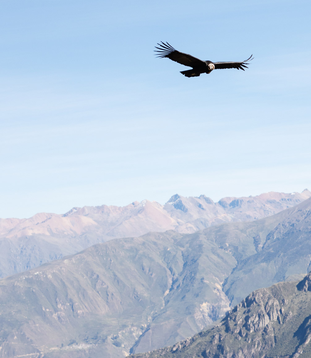 condor in the air over the colca canyon