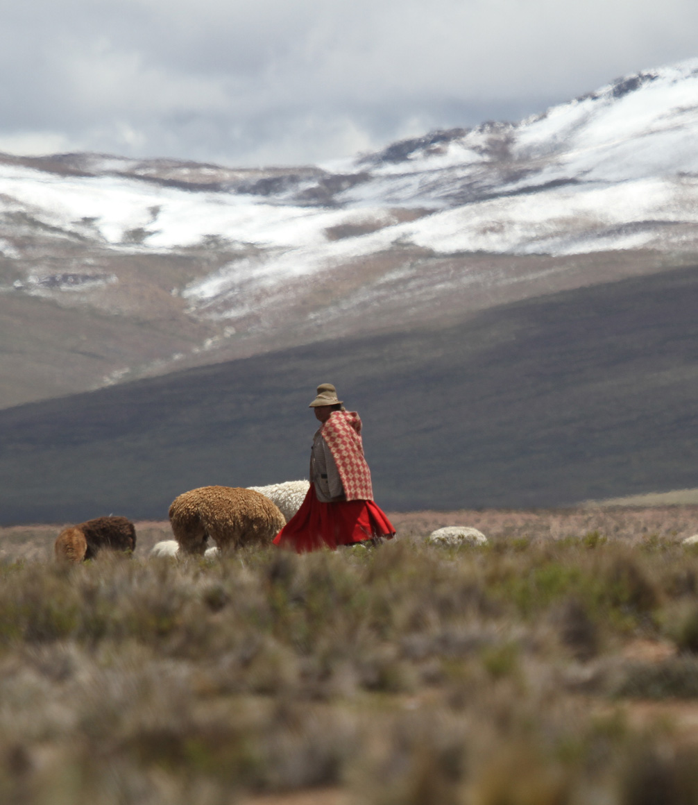 local peruvian woman in the wilderness around colca canyon