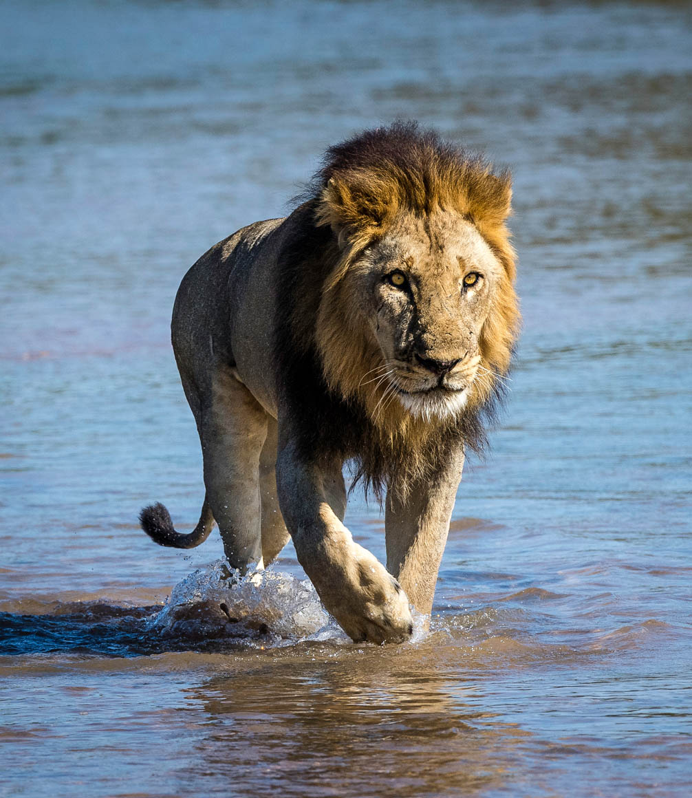 lion sighting in south luangwa national park